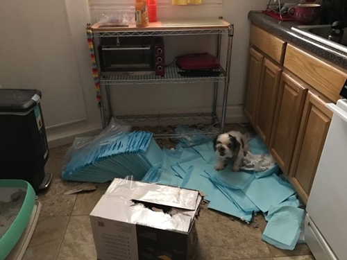 Dogilike.com :: ʺдѺԺ! ͧҨѴҢͧҹ