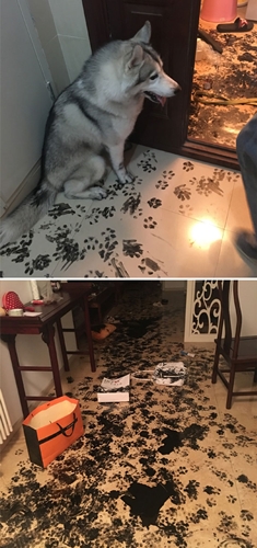 Dogilike.com :: ʺдѺԺ! ͧҨѴҢͧҹ
