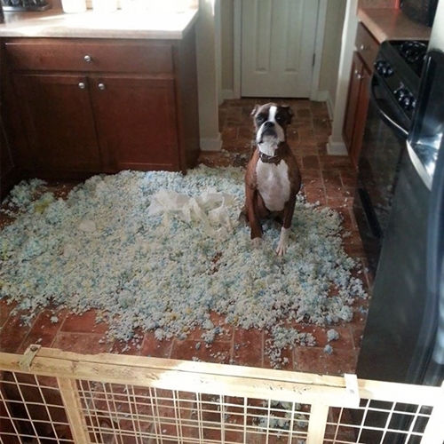 Dogilike.com :: ʺдѺԺ! ͧҨѴҢͧҹ
