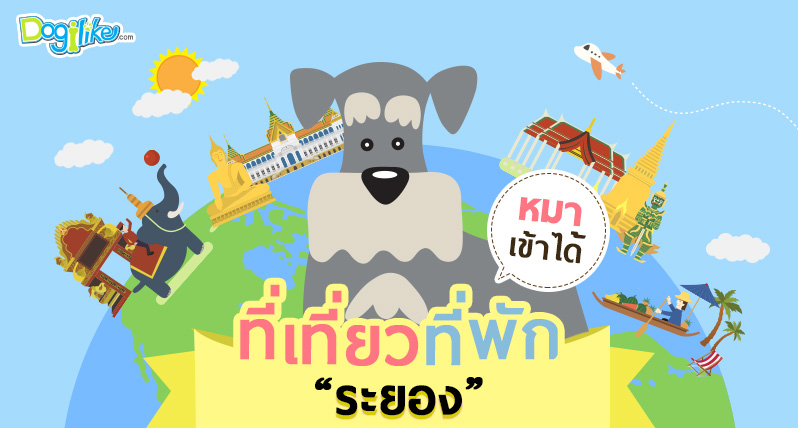 Dogilike.com :: ͧ .ͧ Ѻҹ ѡ Ǿҹͧ !!
