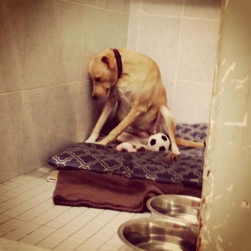 Dogilike.com :: Lana สุนัขที่เศร้าที่สุดในโลกถูกนำมาคืนศูนย์พักพิงสัตว์อีกครั้ง !