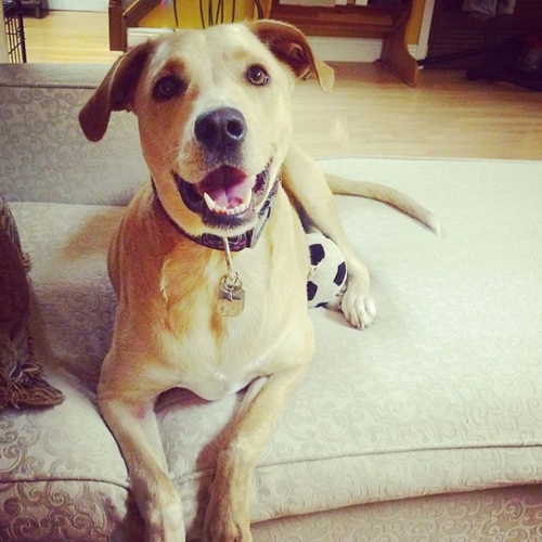 Dogilike.com :: Lana สุนัขที่เศร้าที่สุดในโลกถูกนำมาคืนศูนย์พักพิงสัตว์อีกครั้ง !