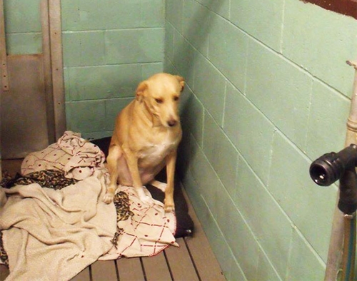 Dogilike.com :: Lana สุนัขที่เศร้าที่สุดในโลกถูกนำมาคืนศูนย์พักพิงสัตว์อีกครั้ง !