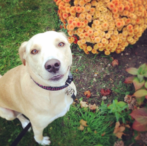 Dogilike.com :: Lana สุนัขที่เศร้าที่สุดในโลกถูกนำมาคืนศูนย์พักพิงสัตว์อีกครั้ง !