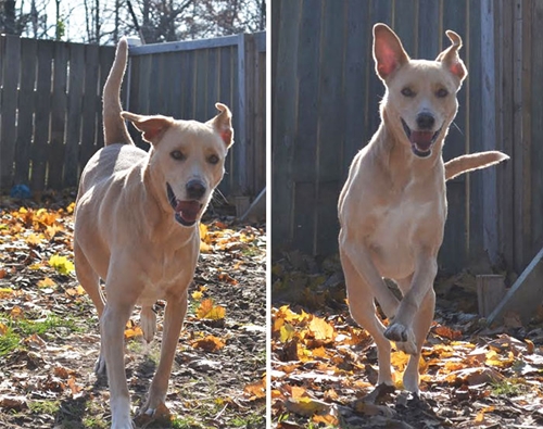 Dogilike.com :: Lana สุนัขที่เศร้าที่สุดในโลกถูกนำมาคืนศูนย์พักพิงสัตว์อีกครั้ง !