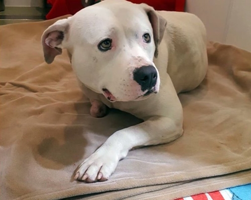 Dogilike.com :: ͹! عѢѴҵͧҴҡ ѧ١駺ҹҧҹ 5  (դԻ)
