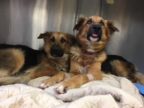 Dogilike.com :: 2 ٺ͹١˹ٹѡԧ 㨴繴٤ѡѺ !!