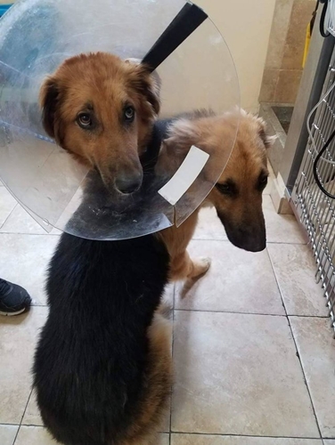 Dogilike.com :: 2 ٺ͹١˹ٹѡԧ 㨴繴٤ѡѺ !!