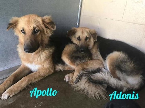 Dogilike.com :: 2 ٺ͹١˹ٹѡԧ 㨴繴٤ѡѺ !!