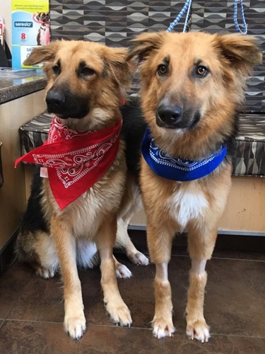 Dogilike.com :: 2 ٺ͹١˹ٹѡԧ 㨴繴٤ѡѺ !!