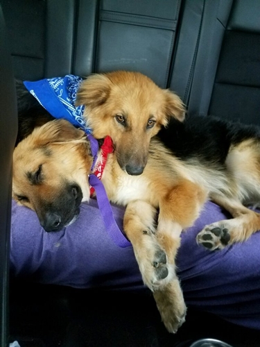 Dogilike.com :: 2 ٺ͹١˹ٹѡԧ 㨴繴٤ѡѺ !!