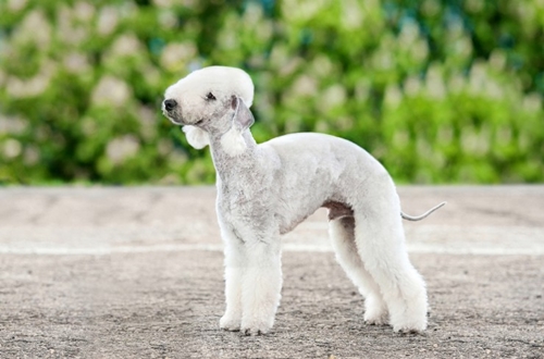เบดลิงตัน เทอร์เรียร์ (Bedlington Terrier) | Dogilike.com