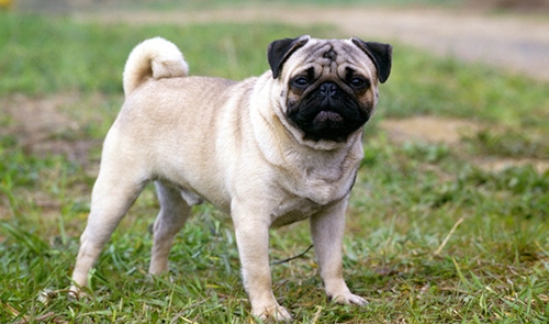 Dogilike.com :: ѴѹѺ 5 ¾ѹͧ¡Թ ! (§ӴѺ)