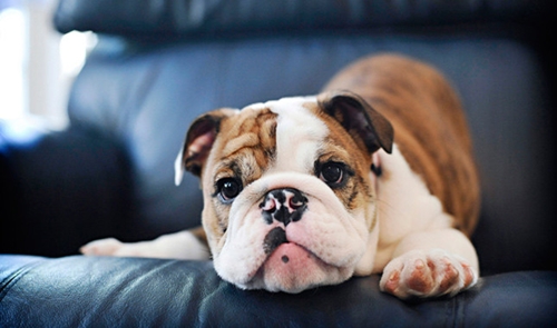 Dogilike.com :: ѴѹѺ 5 ¾ѹͧ¡Թ ! (§ӴѺ)