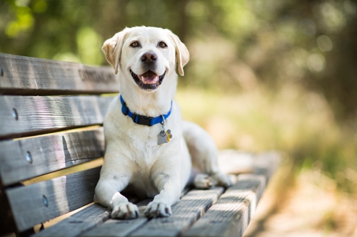 Dogilike.com :: ѴѹѺ 5 ¾ѹͧ¡Թ ! (§ӴѺ)