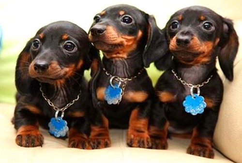 Dogilike.com :: ѴѹѺ 5 ¾ѹͧ¡Թ ! (§ӴѺ)
