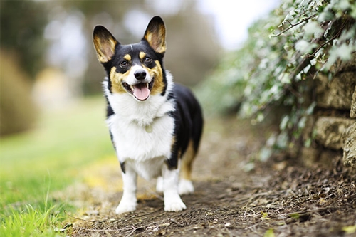 Dogilike.com :: ѴѹѺ 5 ¾ѹͧ¡Թ ! (§ӴѺ)