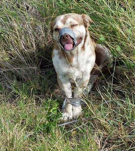 Dogilike.com :: ͧվعѢ١Ѵҡ Ѵһ·駢ҧٹáҧ !