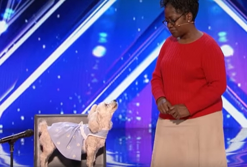 Dogilike.com :: 鹷! ԻعѢʹѺŢͺѴ͡ Americas Got Talent 2017