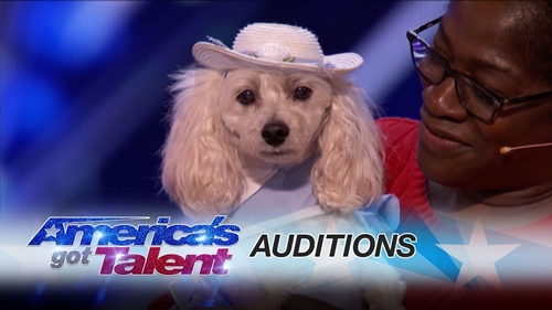Dogilike.com :: 鹷! ԻعѢʹѺŢͺѴ͡ Americas Got Talent 2017