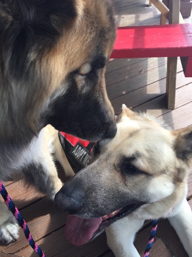 Dogilike.com :: ͹! عѢʹ´͹ٺҺʹ 价˹ͧ仴¡ѹ