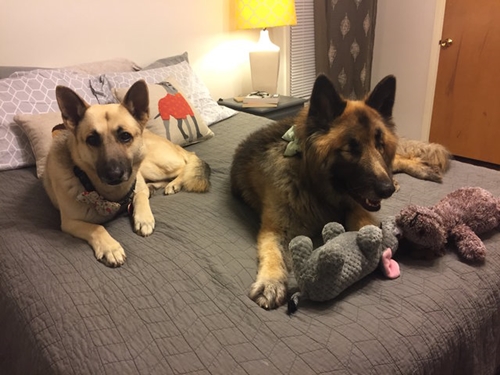 Dogilike.com :: ͹! عѢʹ´͹ٺҺʹ 价˹ͧ仴¡ѹ