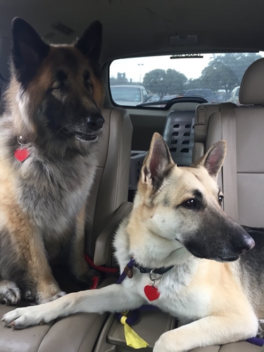 Dogilike.com :: ͹! عѢʹ´͹ٺҺʹ 价˹ͧ仴¡ѹ