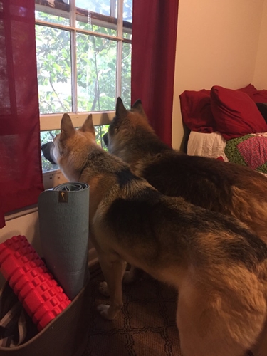 Dogilike.com :: ͹! عѢʹ´͹ٺҺʹ 价˹ͧ仴¡ѹ