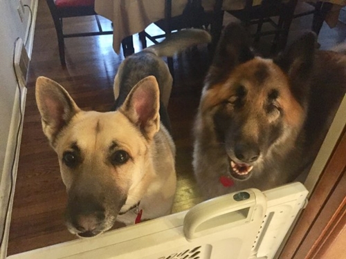 Dogilike.com :: ͹! عѢʹ´͹ٺҺʹ 价˹ͧ仴¡ѹ
