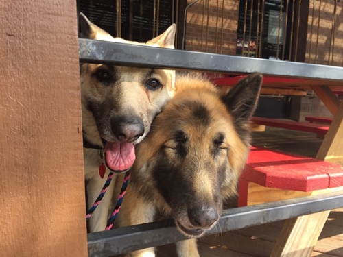 Dogilike.com :: ͹! عѢʹ´͹ٺҺʹ 价˹ͧ仴¡ѹ