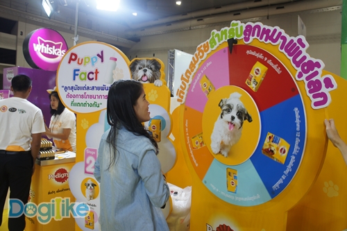 Dogilike.com :: ҷҹ Thailand International Dog Show 2017 ͹ 1