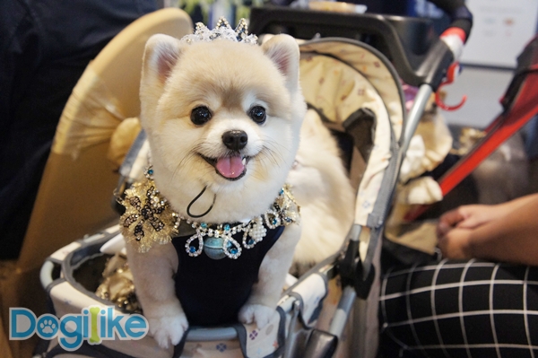 Dogilike.com :: ҷҹ Thailand International Dog Show 2017 ͹ 1