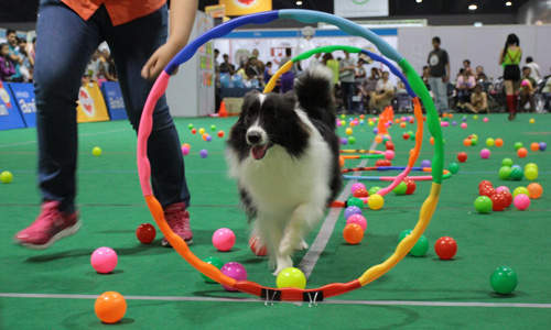 Dogilike.com :: ҷҹ Thailand International Dog Show 2017 ͹ 1