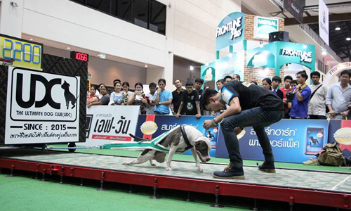 Dogilike.com :: ҷҹ Thailand International Dog Show 2017 ͹ 1