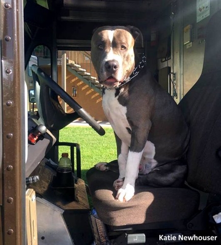Dogilike.com :: ش! ѡҹ觢ͧ UPS Ѻ§ͧѧҢͧªԵ 