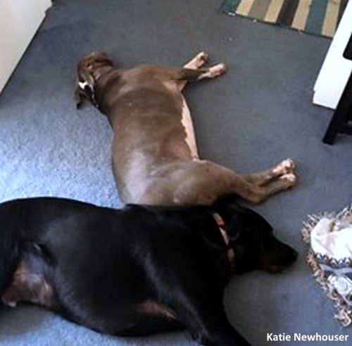 Dogilike.com :: ش! ѡҹ觢ͧ UPS Ѻ§ͧѧҢͧªԵ 