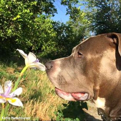 Dogilike.com :: ش! ѡҹ觢ͧ UPS Ѻ§ͧѧҢͧªԵ 