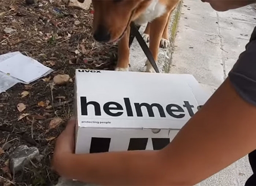 Dogilike.com :: ú ٺʹӷҧҢͧ仪ªԵ١Ƕ١駡ҧغ㹡ի !!