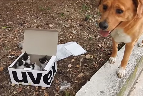 Dogilike.com :: ú ٺʹӷҧҢͧ仪ªԵ١Ƕ١駡ҧغ㹡ի !!