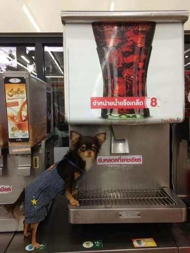 Dogilike.com :: ѴѹѺ 5 觵ͧ;͡ҡҹ !