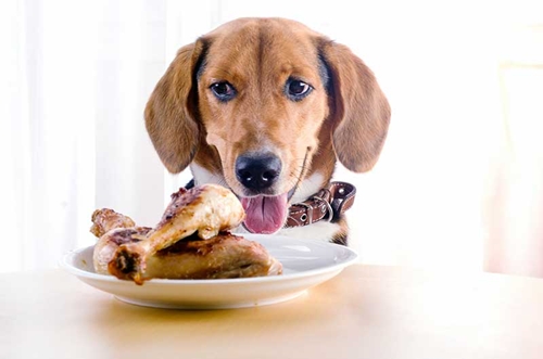 Dogilike.com :: ѴѹѺ 5 觵ͧ;͡ҡҹ !