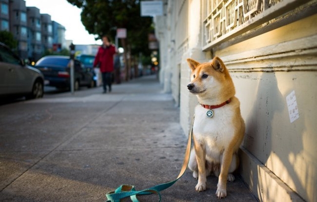 Dogilike.com :: ѴѹѺ 5 觵ͧ;͡ҡҹ !