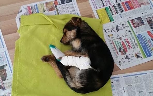 Dogilike.com :: ѡҵٺҴͺź㹷͹ ͹Ѻ§عѢشѡ !