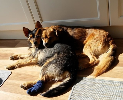Dogilike.com :: ѡҵٺҴͺź㹷͹ ͹Ѻ§عѢشѡ !