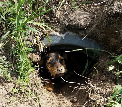 Dogilike.com :: ѡҵٺҴͺź㹷͹ ͹Ѻ§عѢشѡ !