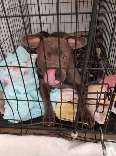 Dogilike.com :: Է϶١й͹ǳ˹ٹѰ !