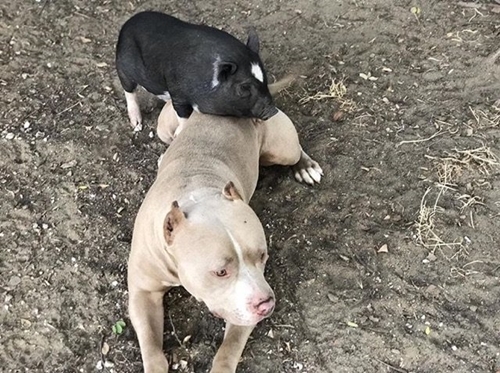 Dogilike.com :: Ǩ蹵ѺپԷϡѺٹ ѧͺ˹ʹءʹҹ !