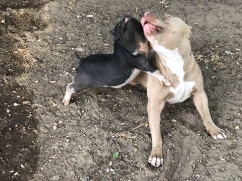 Dogilike.com :: Ǩ蹵ѺپԷϡѺٹ ѧͺ˹ʹءʹҹ !