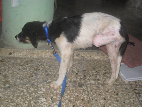 Dogilike.com :: Piggy عѢ 3 Ҽ¹ѹ蹢ͧءʴ !