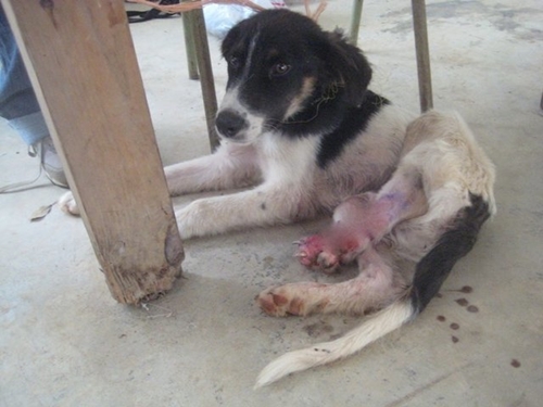 Dogilike.com :: Piggy عѢ 3 Ҽ¹ѹ蹢ͧءʴ !